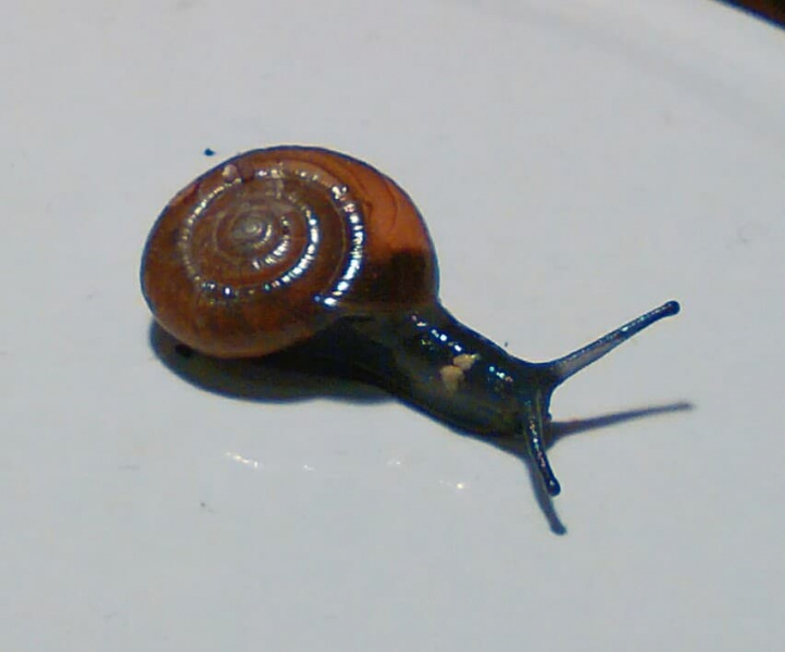 Datei:MöglicheSaphirschnecke.jpg